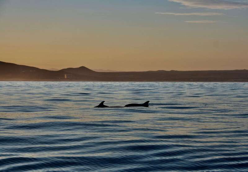 Sunset Cruise in San Jose del Cabo - Experience Baja’s Most Beautiful Sunsets on a 2-Hour Cruise