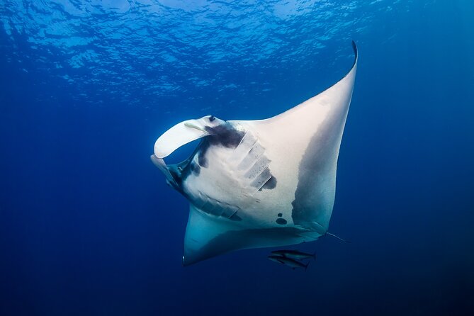Sunset Cruise & Manta Night Snorkeling Charter - Sunset Cruise & Manta Night Snorkeling Charter: An Unforgettable Adventure on the Big Island
