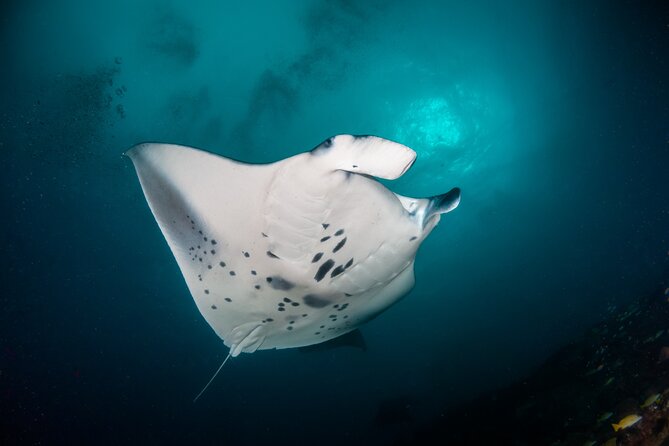 Sunset Cruise & Manta Night Snorkeling Charter - Why This Tour Stands Out