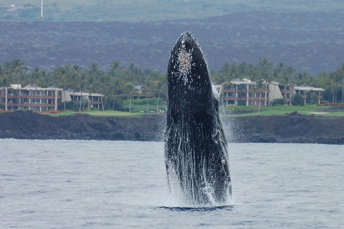 Sunset Cruise with the Whales from Anaeho'omalu Bay - The Role of the Onboard Naturalist and Crew