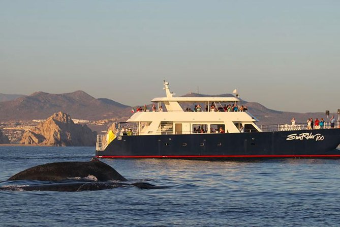 Sunset Dinner Cruise in Los Cabos - Sunset Dinner Cruise in Los Cabos: A Relaxing Evening on the Sea of Cortez