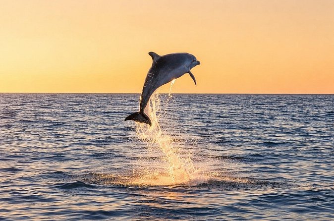 Sunset Dolphin Cruise in Panama City Beach - Safety and Accessibility