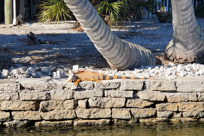 Sunset Dolphin Cruise with Sanibel Lighthouse Views - Weather, Cancellation Policy, and Best Time to Book