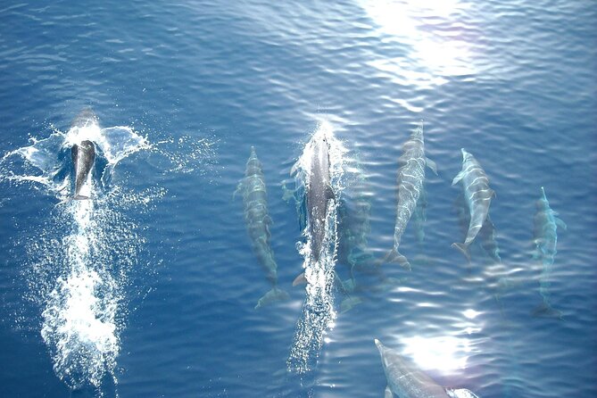Sunset Dolphin Watching Boat Tour from Vrsar - Departure and Meeting Details in Vrsar