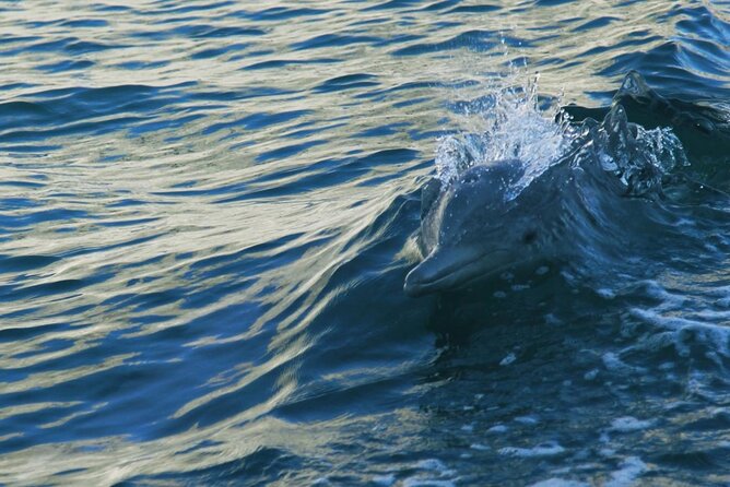 Sunset Dolphin Watching Boat Tour from Vrsar - Drinks and Refreshments on the Water