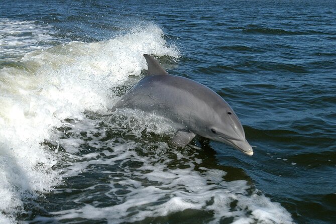 Sunset Dolphin Watching Boat Tour from Vrsar - The Guide and Crew: Friendly and Effortful