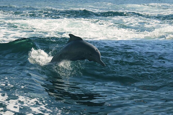 Sunset Dolphin Watching Boat Tour from Vrsar - Who Will Enjoy This Tour?
