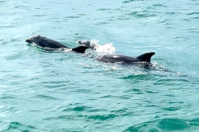 Sunset Dolphin Watching Tour - Key Points