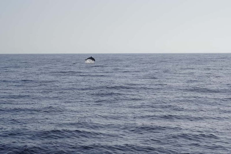 Sunset Dolphin Watching Tour on Hybrid Boat in Small Group - Key Points