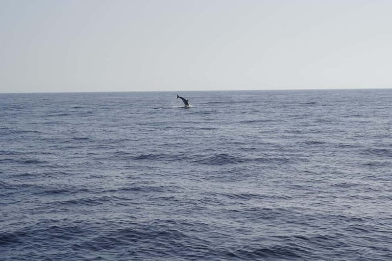 Sunset Dolphin Watching Tour on Hybrid Boat in Small Group - The Small Group Advantage for a Personal Experience