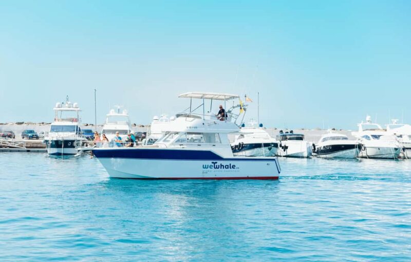 Sunset Dolphin Watching Tour on Hybrid Boat in Small Group - What Sets This Tour Apart from Similar Cruises