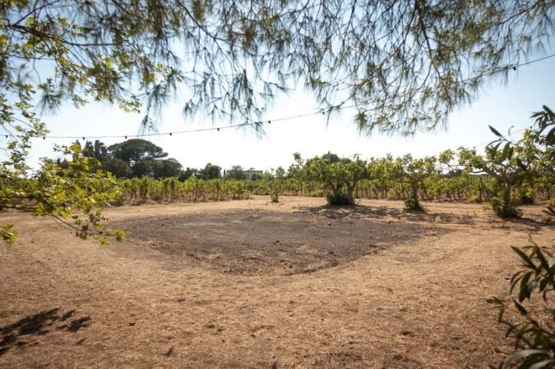 Sunset Escape in Lecce: Vineyard Picnic with Wine Tasting - Customer Feedback and What to Expect