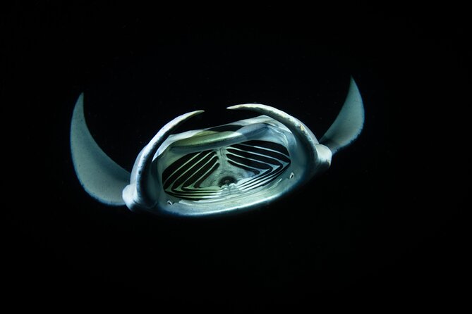 Sunset Manta Ray Tour in Kailua-Kona - An Up-Cclose Encounter with Manta Rays for $95