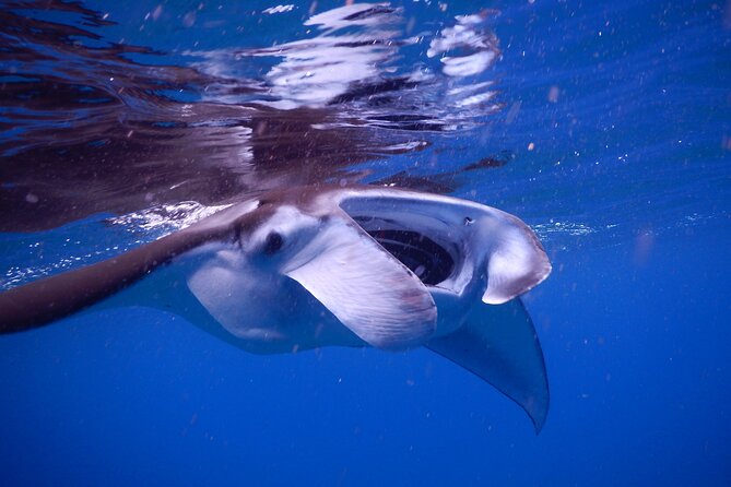 Sunset Manta Ray Tour in Kailua-Kona - Snorkeling Equipment, Snacks, and Small Group Comfort
