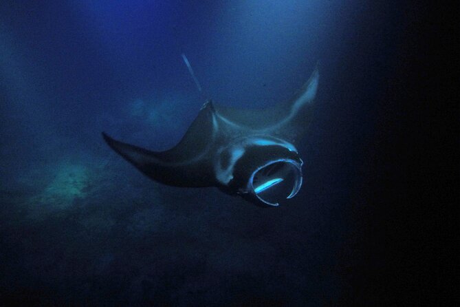 Sunset Manta Ray Tour in Kailua-Kona - The Return Journey and Overall Pacing