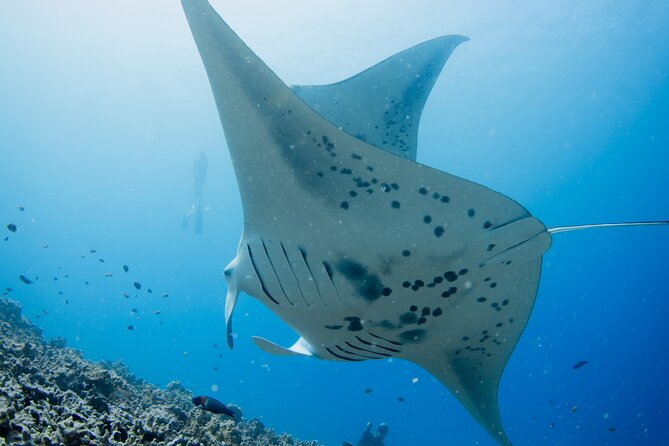 Sunset Manta Ray Tour in Kailua-Kona - Why This Sunset Manta Ray Tour Stands Out