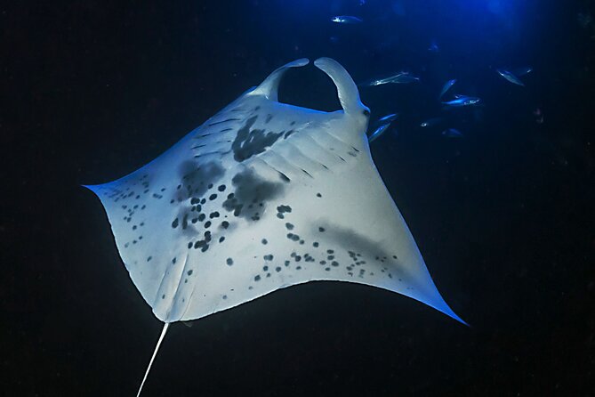 Sunset Manta Ray Tour in Kailua-Kona - Who Will Appreciate This Tour Most