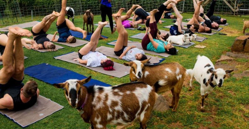 Sunset Maui Goat Yoga with Live Music - Stunning Maui Coastal Views During Sunset Yoga