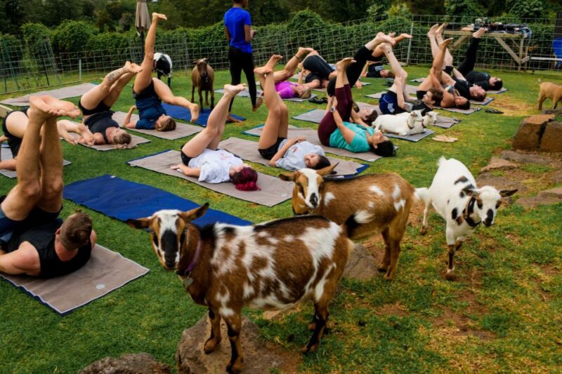 Sunset Maui Goat Yoga with Live Music - What the Goat Yoga Session Includes