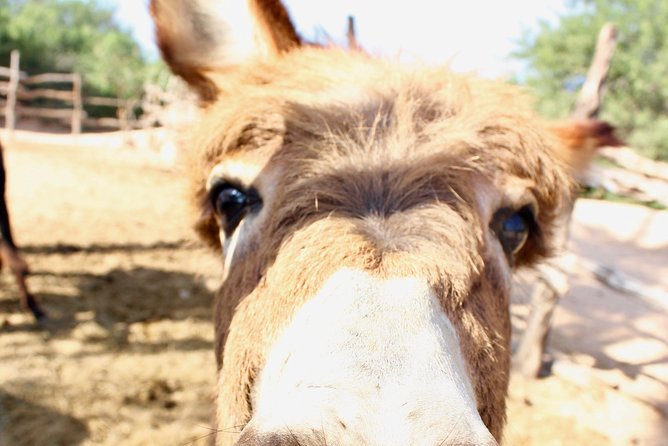 Sunset Pacific Donkey Hiking Tour - The Donkeys: Clumsy Companions with Big Personalities