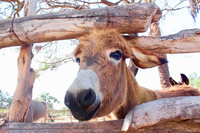 Sunset Pacific Donkey Hiking Tour - Pricing, Fees, and Discounts