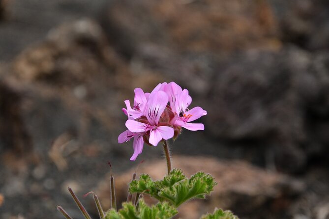 Sunset Playa Mujeres or Volcan del Cuervo Connect&flow Yoga practice - Comparing the Playa Mujeres and Volcan del Cuervo Options