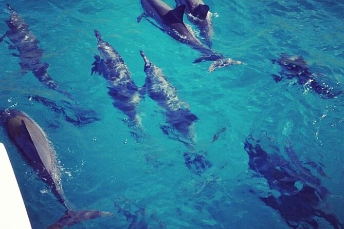 Sunset Sail Experience at Kona from Honokohau - Marine Wildlife Sightings and the Ocean Environment