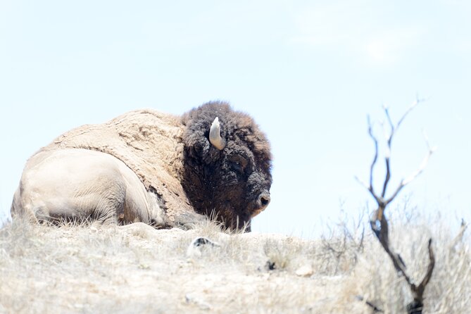 Sunset Summit Catalina Island Shared Tour - Value and Overall Experience