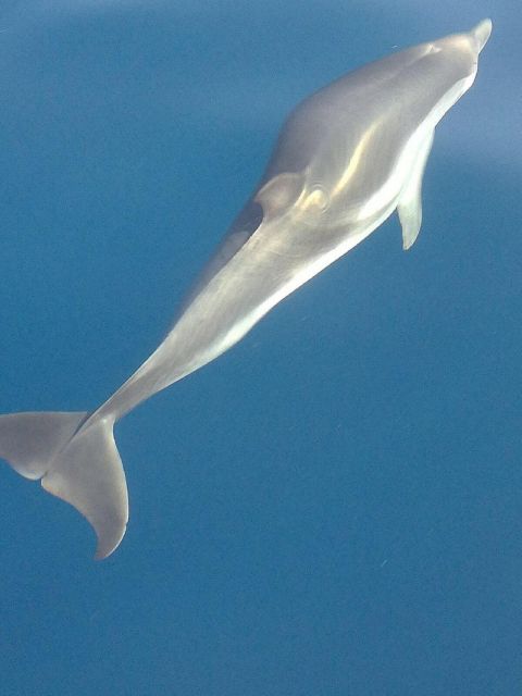 Sunset Tour and Searching Dolphins - The Magic of Dolphin Watching in the Wild