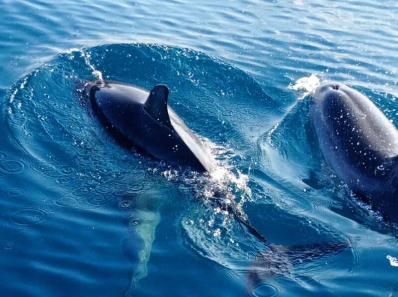 Sunset tour in search of dolphins with aperitif - The Art of Small Aperitif with Pizza or Arancini and Prosecco