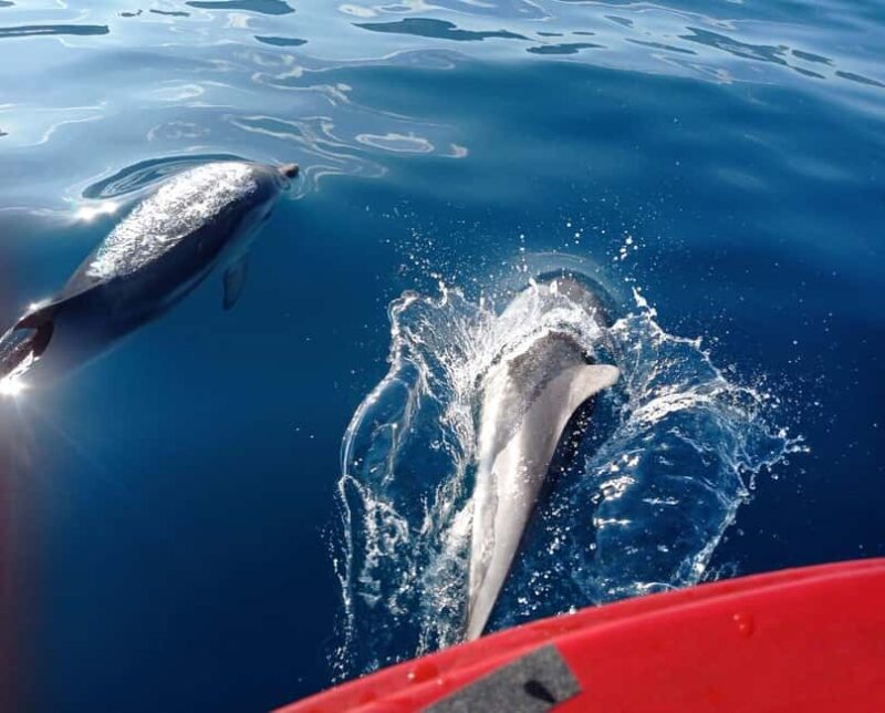 Sunset tour in search of dolphins with aperitif - The Atmosphere and Service on Board