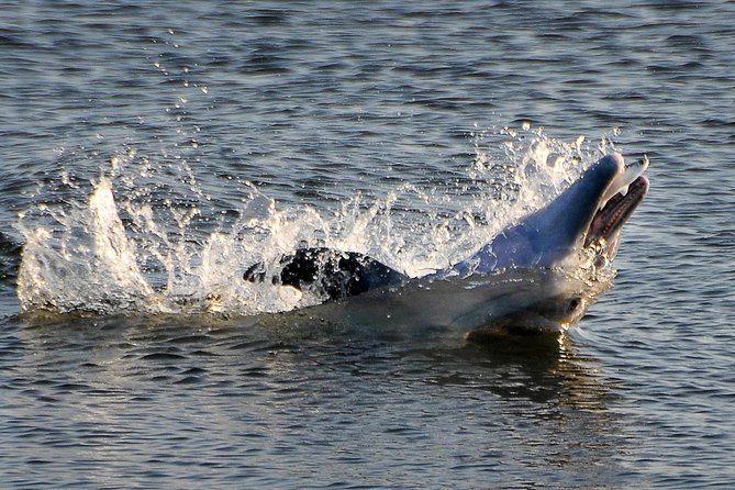 Sunset Tour Mangrove, Dolphins, Manatee #1 Rated in Cocoa Beach - Cocoa Beach Sunset Kayak Tour Begins at the Water’s Edge
