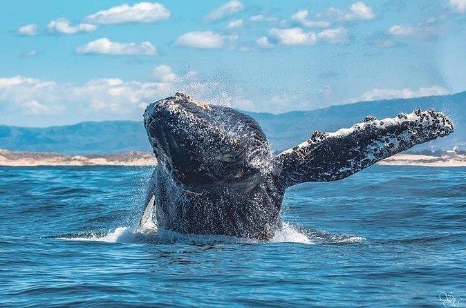 Sunset Whale Watch Tour in Monterey - What to Expect During the 3-Hour Sunset Cruise