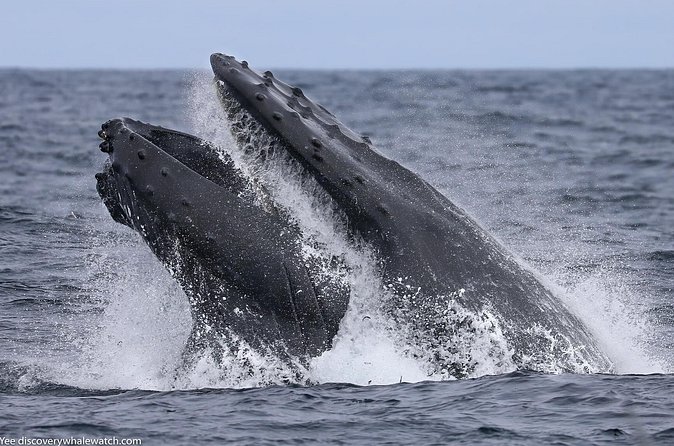 Sunset Whale Watch Tour in Monterey - Wildlife Encounters and Sightings