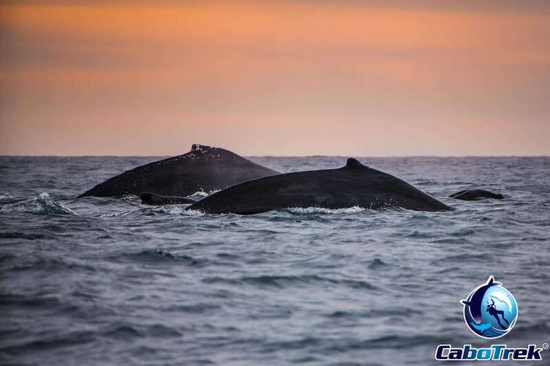 Sunset Whale Watching Cruise in Cabo San Lucas - Sunset Whale Watching Cruise in Cabo San Lucas