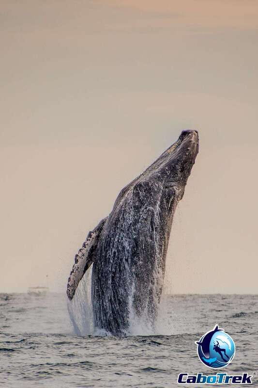Sunset Whale Watching Cruise in Cabo San Lucas - Exploring Humpback Whales with a Marine Biologist Guide