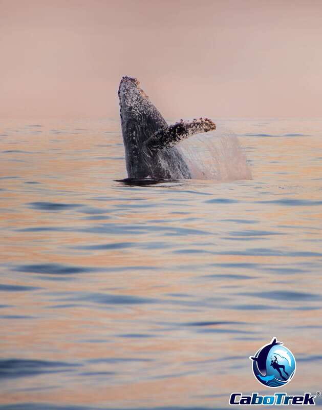 Sunset Whale Watching Cruise in Cabo San Lucas - The Food and Drink Experience on Board
