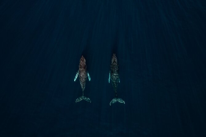 Sunset Whale Watching in Cabo San Lucas - The Meeting Point and Accessibility