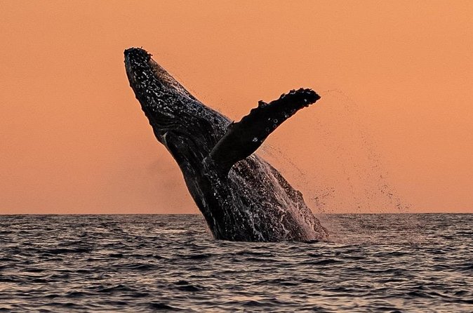 Sunset Whale Watching in Cabo San Lucas - The Whale Watching Experience and Ethical Approach