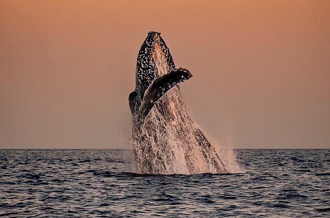 Sunset Whale Watching in Cabo San Lucas - Snacks and On-Board Amenities