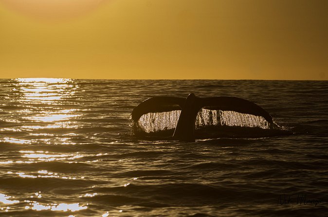 Sunset Whale Watching in Cabo San Lucas - Flexibility and Cancellation Policy