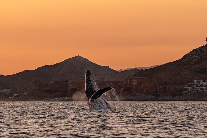 Sunset Whale Watching in Cabo San Lucas - Why Choose This Whale Watching Tour?