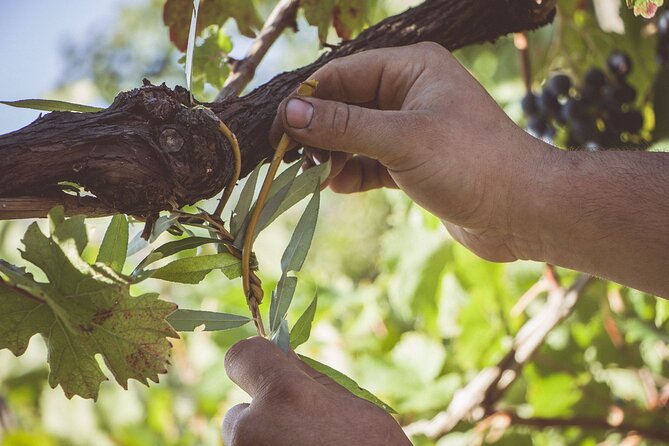 Sunsets Wine Tasting at Tagliafierro Winery - Why This Tour Stands Out