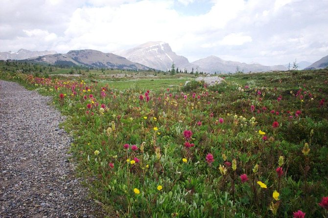 Sunshine Meadows Vistas - Guided Hike (Easy) - Exploring Sunshine Meadows: Canadas Top-rated Day Hike