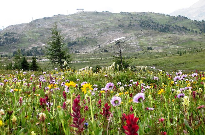 Sunshine Meadows Vistas - Guided Hike (Easy) - Why Sunshine Meadows Vistas Is a Top Choice