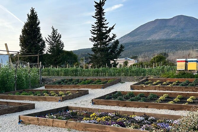 Superior Wine Tasting with Lunch on the slopes of Mt. Vesuvius - Delicious Full-Course Lunch Paired with Wine