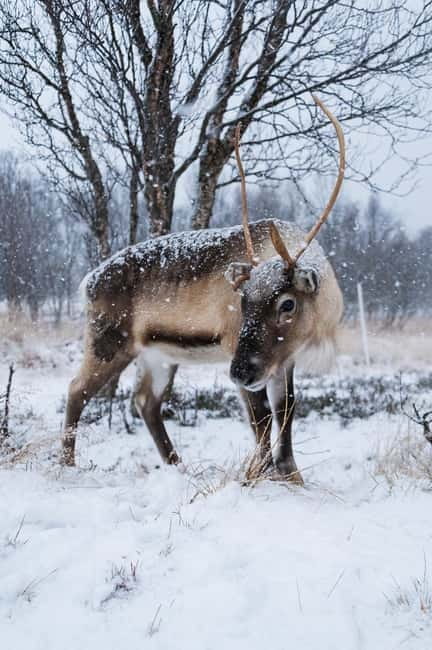 Svolvær: Sami Culture and Reindeer Experience - Key Points