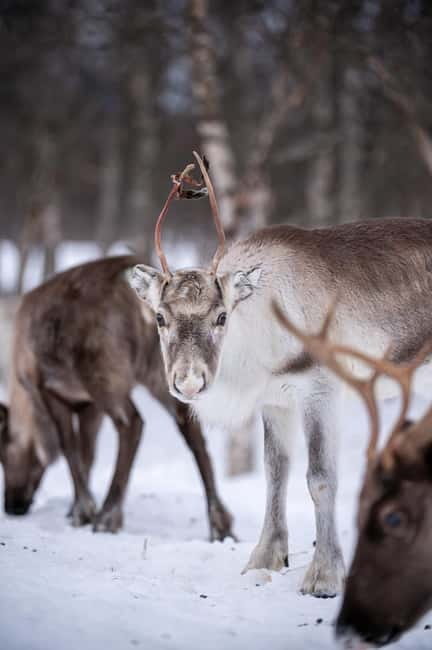 Svolvær: Sami Culture and Reindeer Experience - Up-Close Reindeer Encounters in the Paddock
