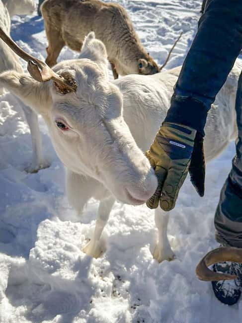 Svolvær: Sami Culture and Reindeer Experience - Traditional Sami Lunch in Winter or Summer