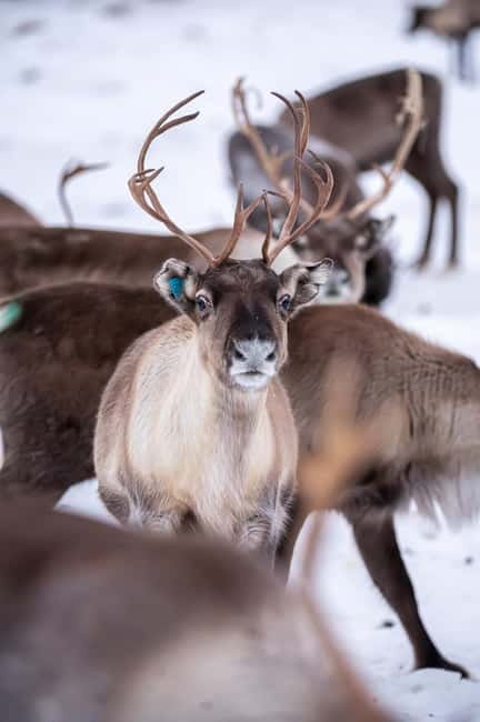 Svolvær: Sami Culture and Reindeer Experience - Guided by Knowledgeable Experts with a Personal Touch